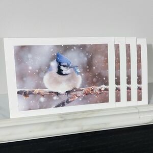 Blue Jay Matte Finish 5" x 7" Blank Photo Card - 4 Card Lot of the Same Photo